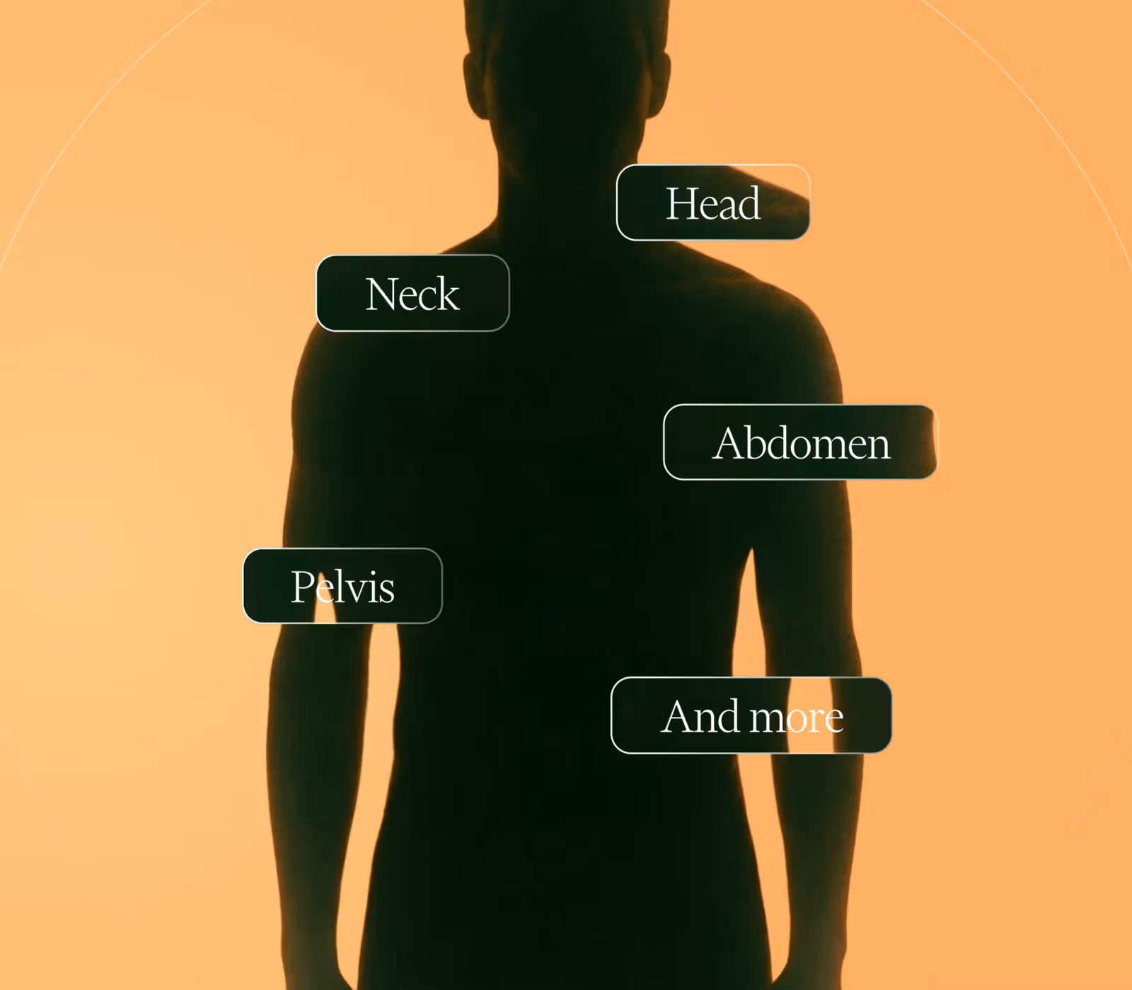 Showing man's back with pelvis, spine, and neck showcased.